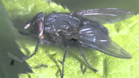 it is a large buzzing fly|House Fly Sounds: How House Flies Generate the .